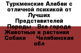 Туркменские Алабаи с отличной психикой от Лучших Представителей Породы - Все города Животные и растения » Собаки   . Челябинская обл.